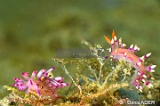 Flabellina rubrolineata Flabellina exoptata-Wakatobi Pasar wajo jetty-11m-20180602-Denis-ADER-DSC_3380_tn